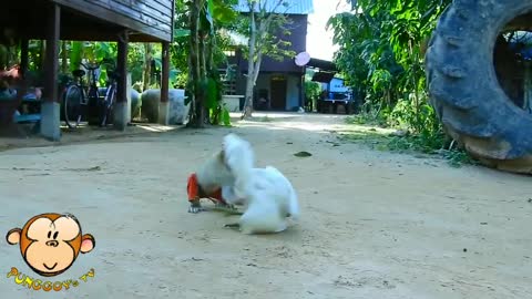 Playful Young Monkey Bully the Chicken