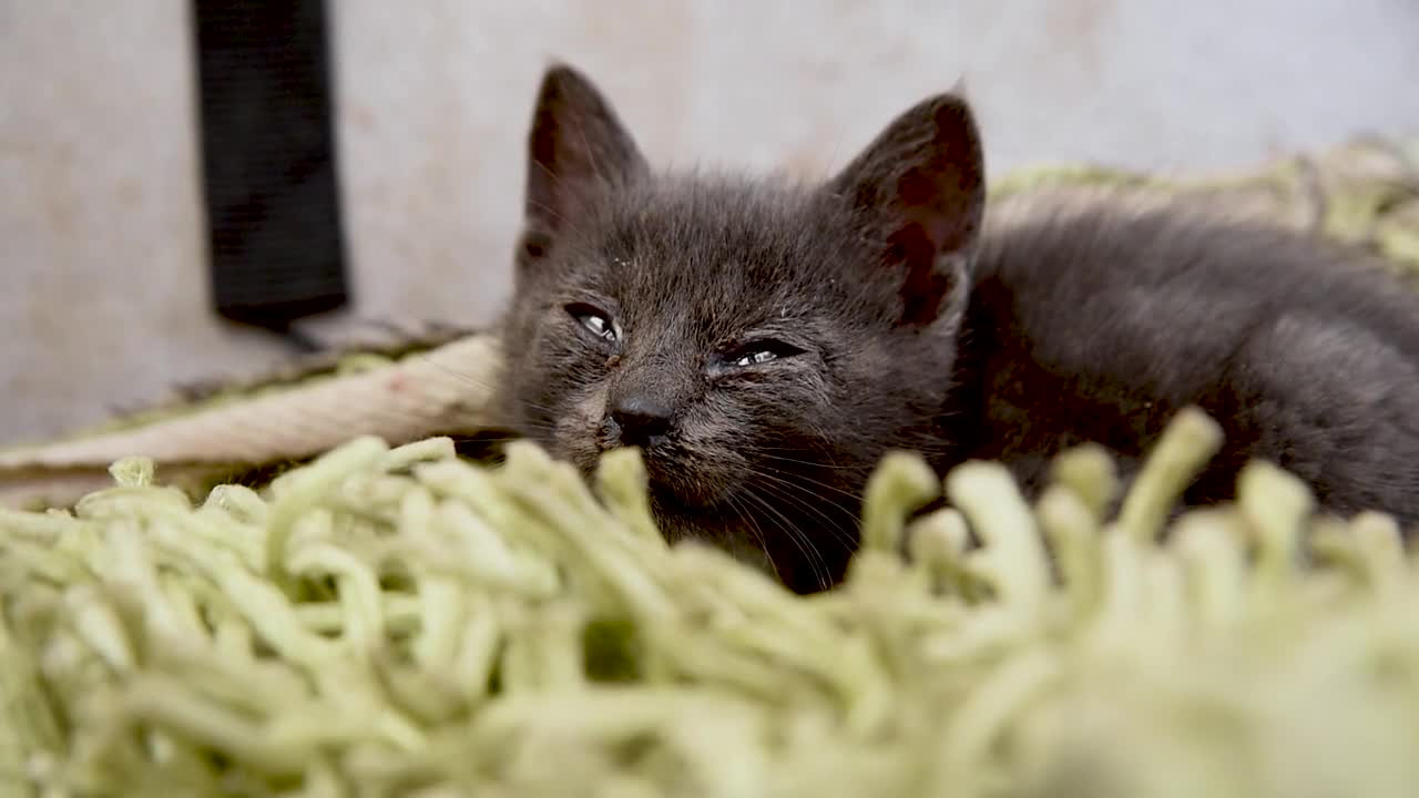 Cute Cat Crying and Sleeping