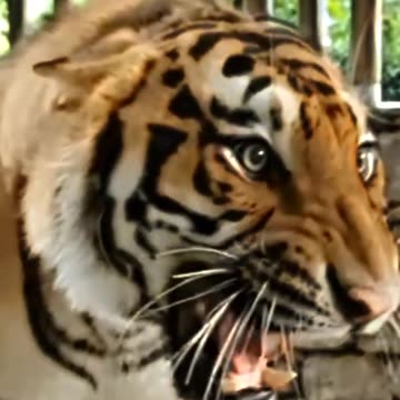 Tiger vs lion vs Jaguar