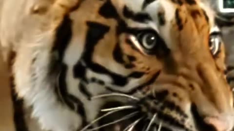 Tiger vs lion vs Jaguar