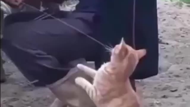 Clever cats demands milk by poking owne