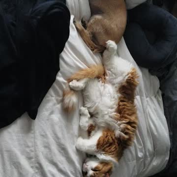 Cute Sleeping Animals