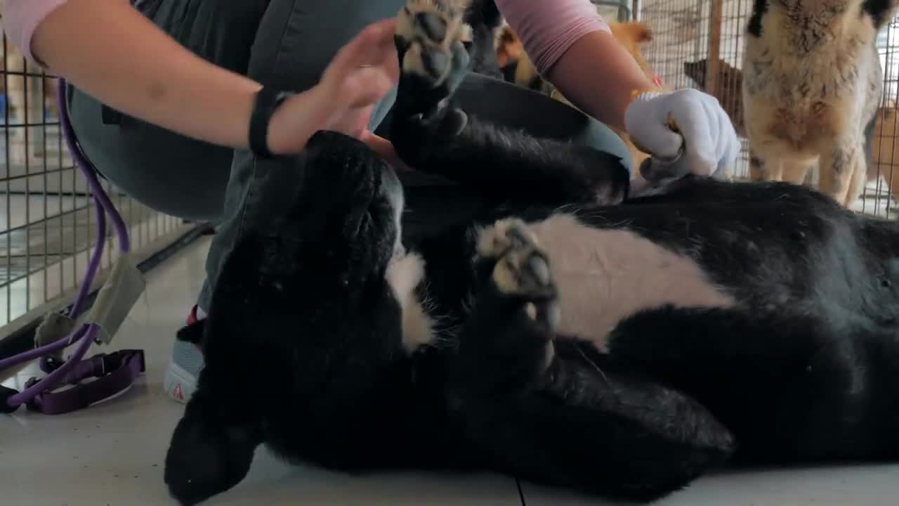 female hands petting caged stray dog in pet shelter