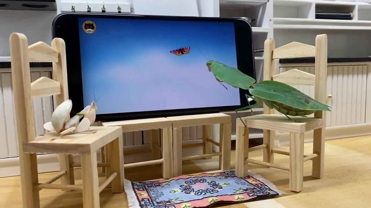 Praying Mantises Watching TV