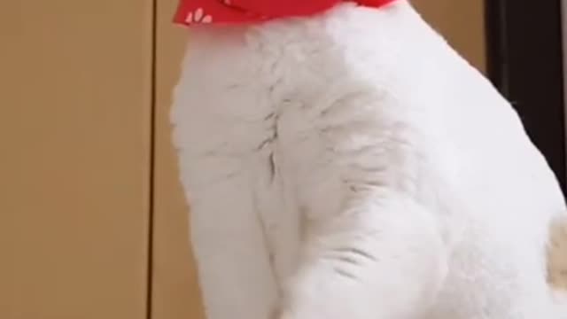 Beautiful cat beautiful video