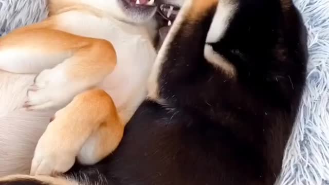 Dog 🐶🐶 cuple funny video