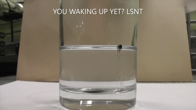 What Is In That Capsule?