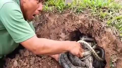 200 snakes pulled out of a small hole😱