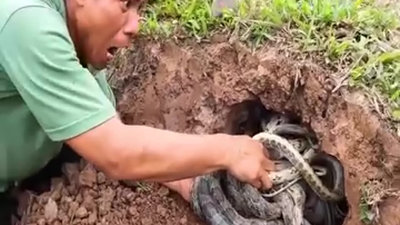 200 snakes pulled out of a small hole😱