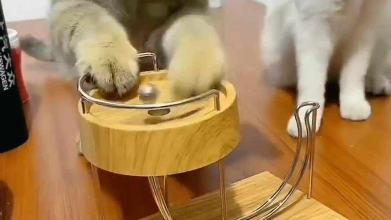 Cats play menatic ball