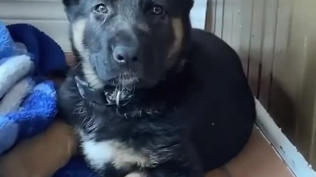 German stepherd growing into his ears!