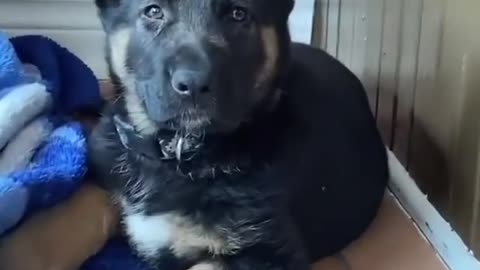 German stepherd growing into his ears!