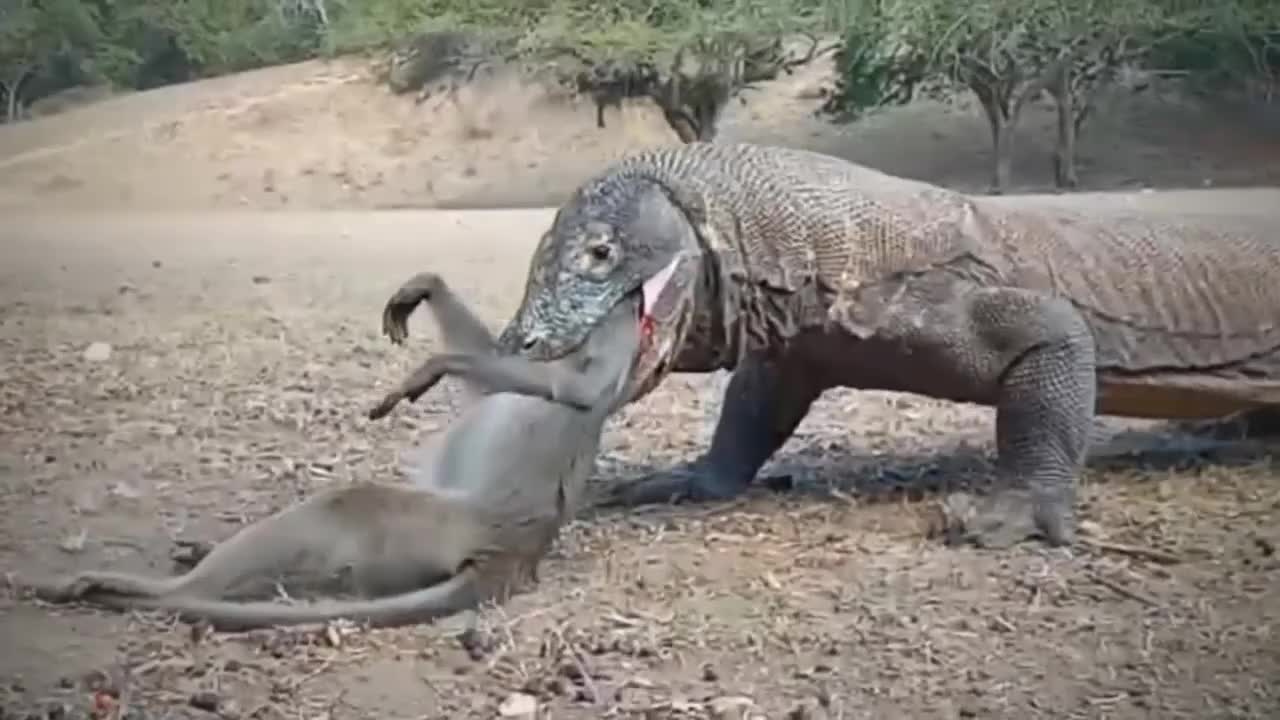 Animal attack