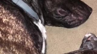 Dreaming dog fully barks in her sleep