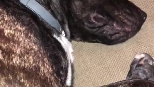 Dreaming dog fully barks in her sleep