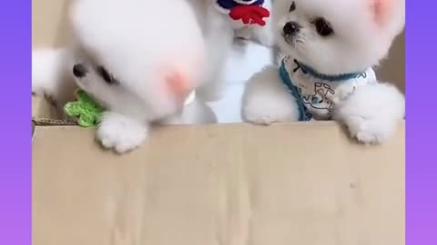 Cute puppies