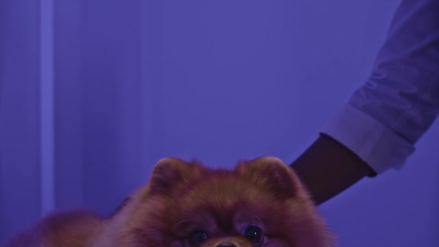 Doctor Checking the cut Dog