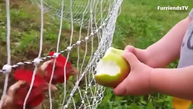 Little Jj Enjoy Feeding His Chicken with an Apple