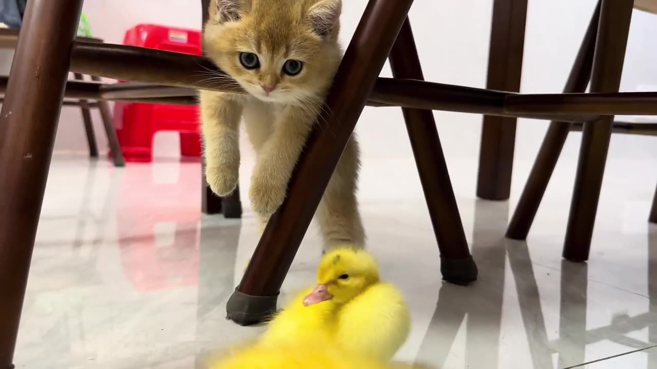 0:03 / 8:01 Le chaton qui s'approchait du papa chat pour jouer avec lui était si mignon.