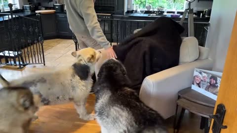 When dogs are finally reunited with their dogs