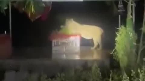 Lion at Rahimshah baba Dargah