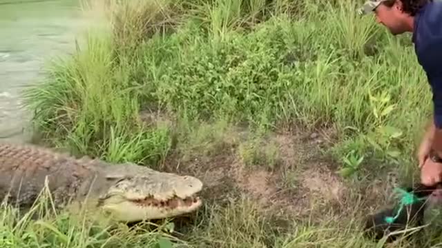 crocodile hunting