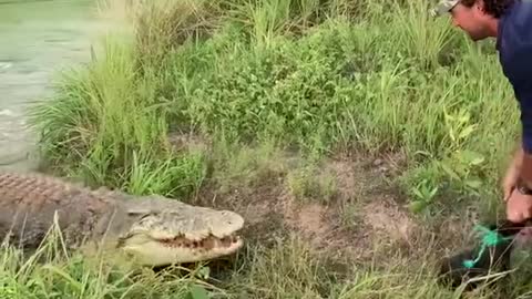 crocodile hunting