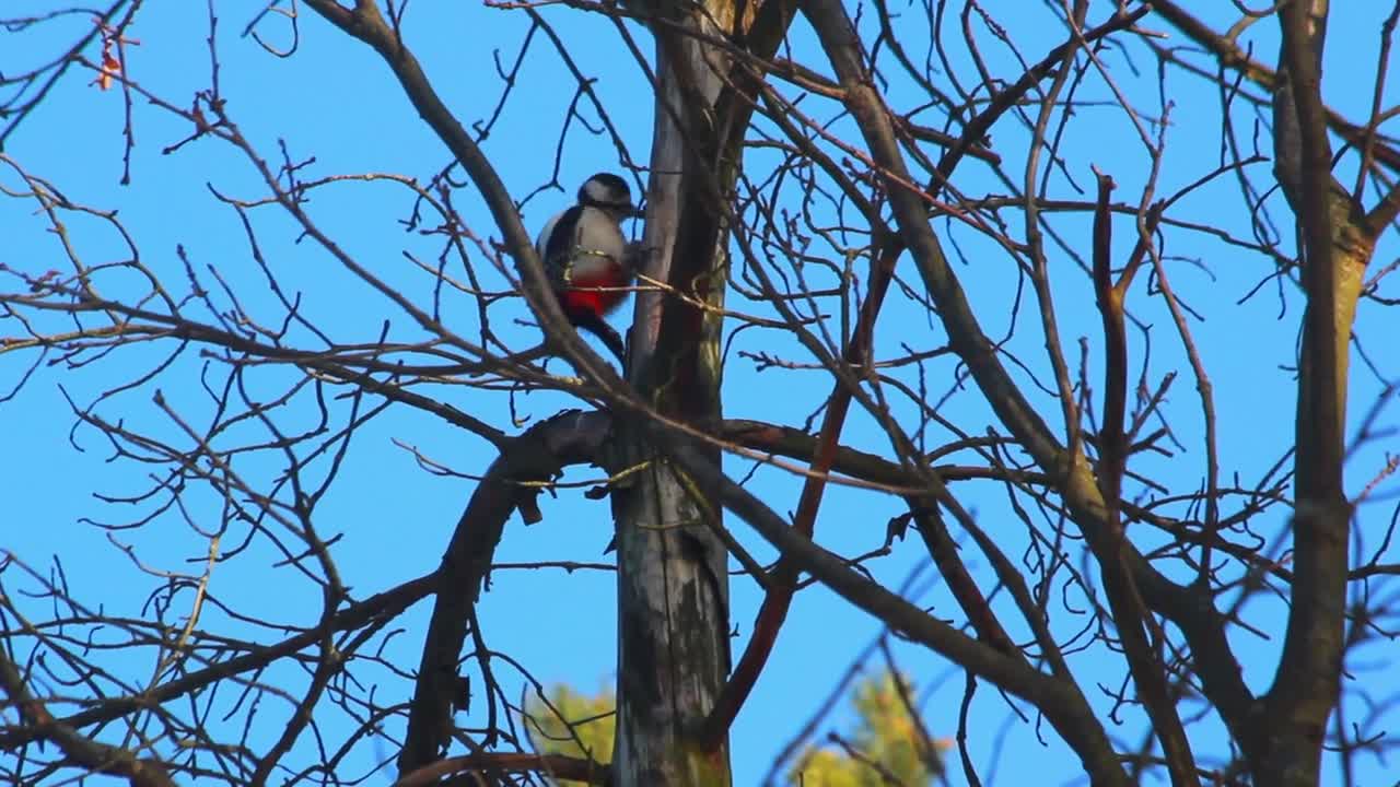 Woodpecker knocking on tree. Dry branches on blue sky