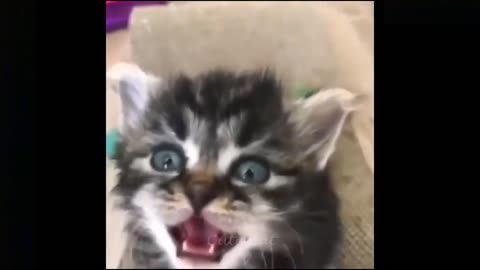 Funny Pets - Top Funniest Moments | Funny Cats Videos #14