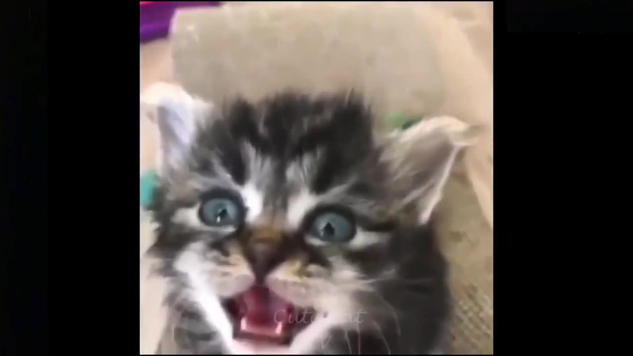 Funny Pets - Top Funniest Moments | Funny Cats Videos #14