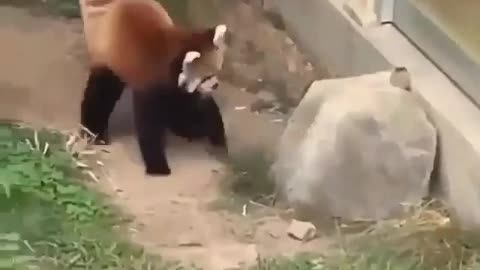 Funny Little Animals