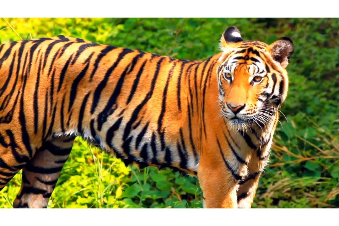 Tiger Animal in forest