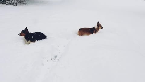 Corgis First Snow Day!