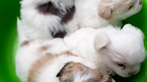 Lovely puppies ask for their mother - Pets Funny