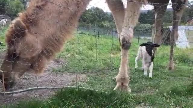 Baby Sheep Maa Sound Near Mom Camel