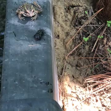 The frog does not like the taste of a bug