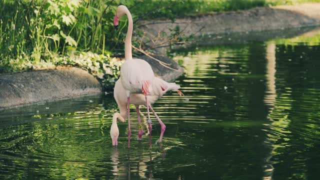 birds dancing flamingo