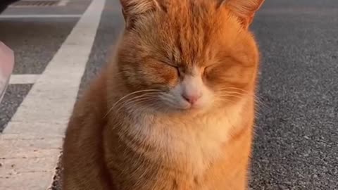 Cute Cats & Funny Cats 😍😍😅😅 #shorts #cats #viral #mmvcats