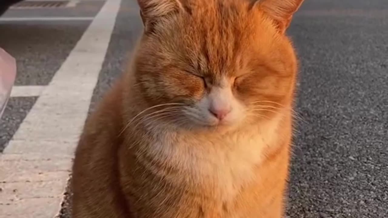 Cute Cats & Funny Cats 😍😍😅😅 #shorts #cats #viral #mmvcats