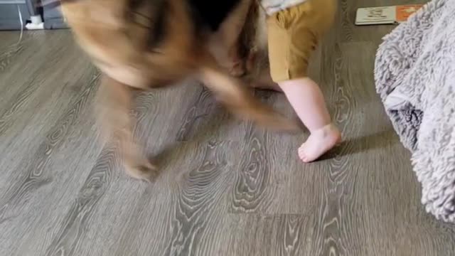 Baby playing with dog