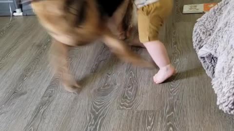 Baby playing with dog