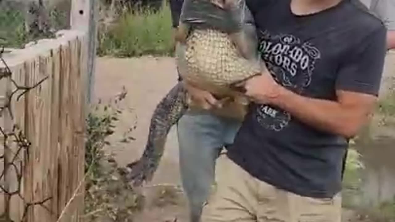 Catching Alligator! #shorts #alligators