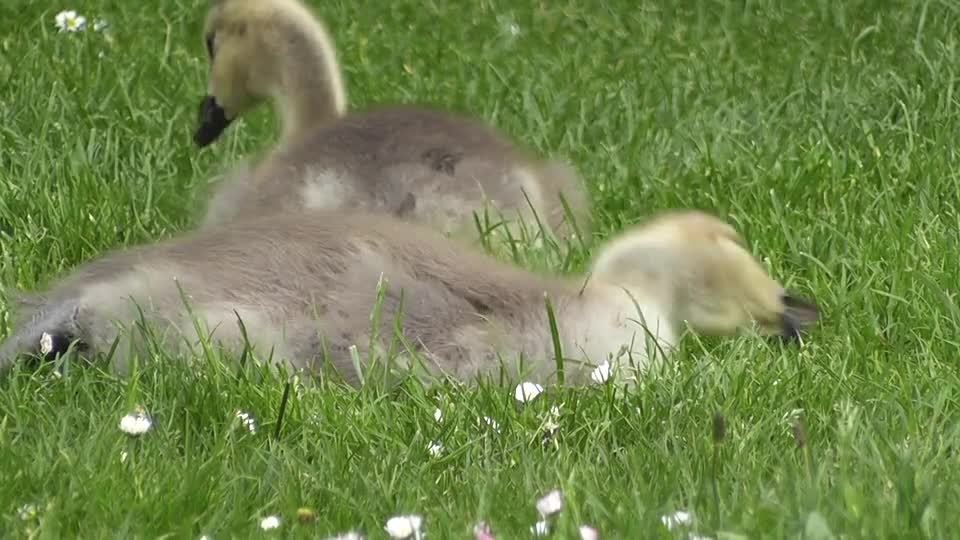 swan-young-swan-water-bird-plumage