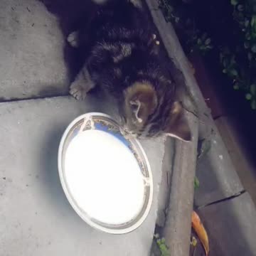 Asmr 😻😻my Cute tiger kitty playing with toy mouse