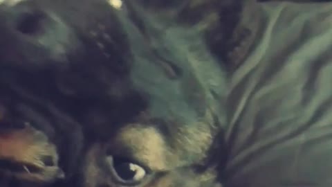 German shepherd covers his face in bed