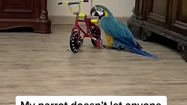 Best Animal funny 🤣 Video 📸😹