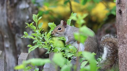 squirrel on a wood. such a cute animal but they are very hard to come at hand