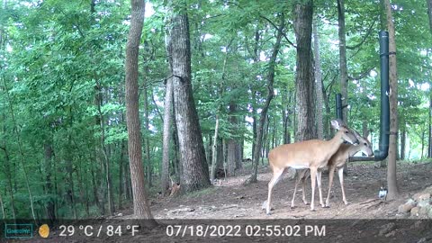 The Woods - 07/19/2022
