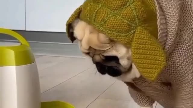 Dog video