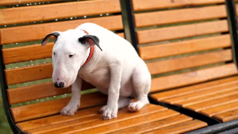 Sad and hungry dog lost under rain